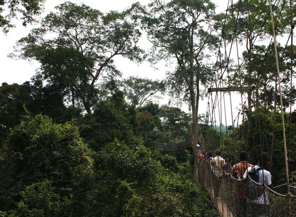 Kakum Nationalpark, und die Urwald-Bruecken sowiend Bunso Park mit haengenden Staegen, Ghana, Westafrika 